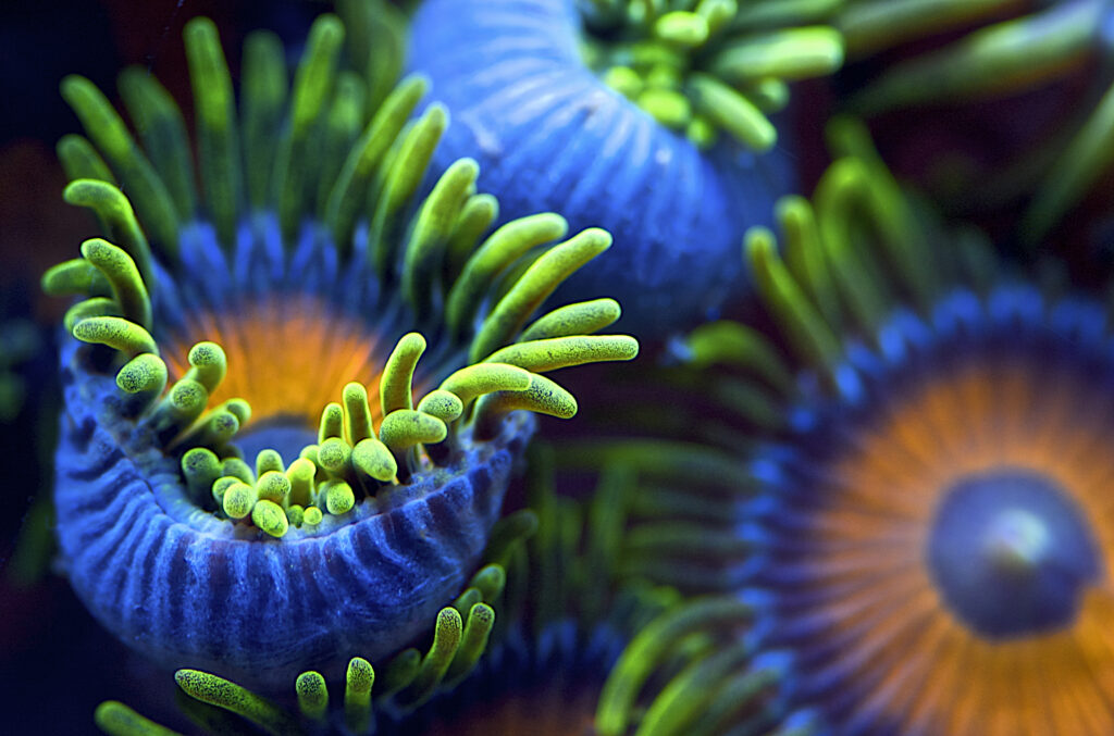 The colors of the reef II