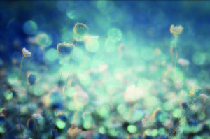 Diamonds