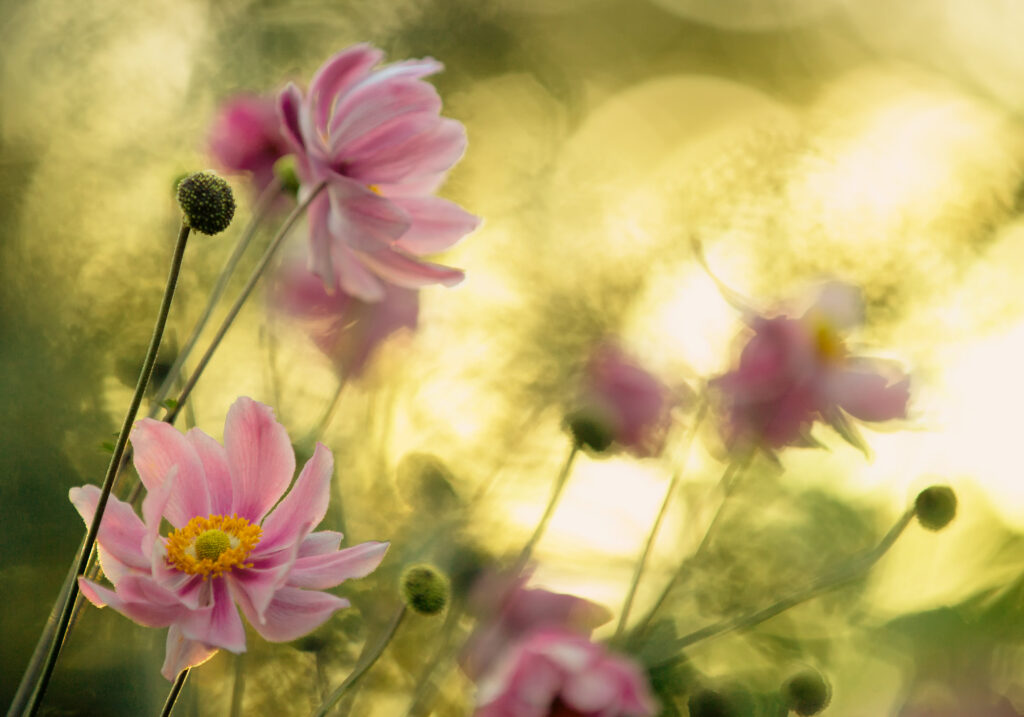 Dance of the flowers
