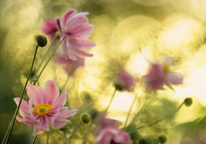 Dance of the flowers