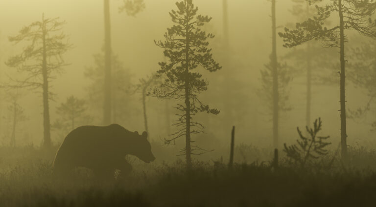 Morning fog