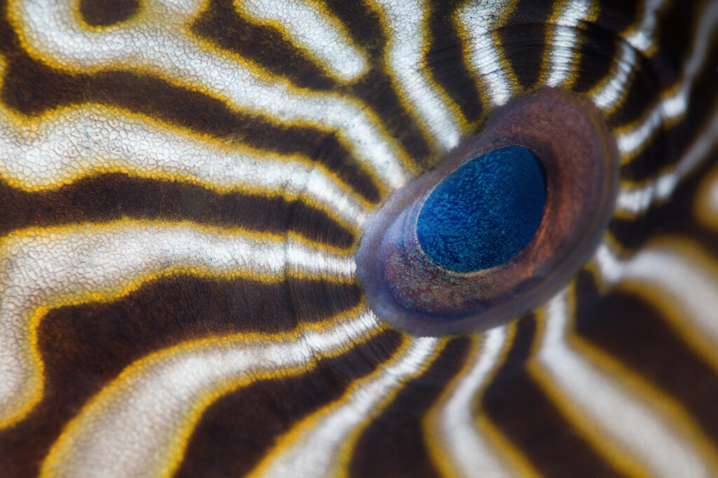 Hypnotic eye-Andrey Narchuk