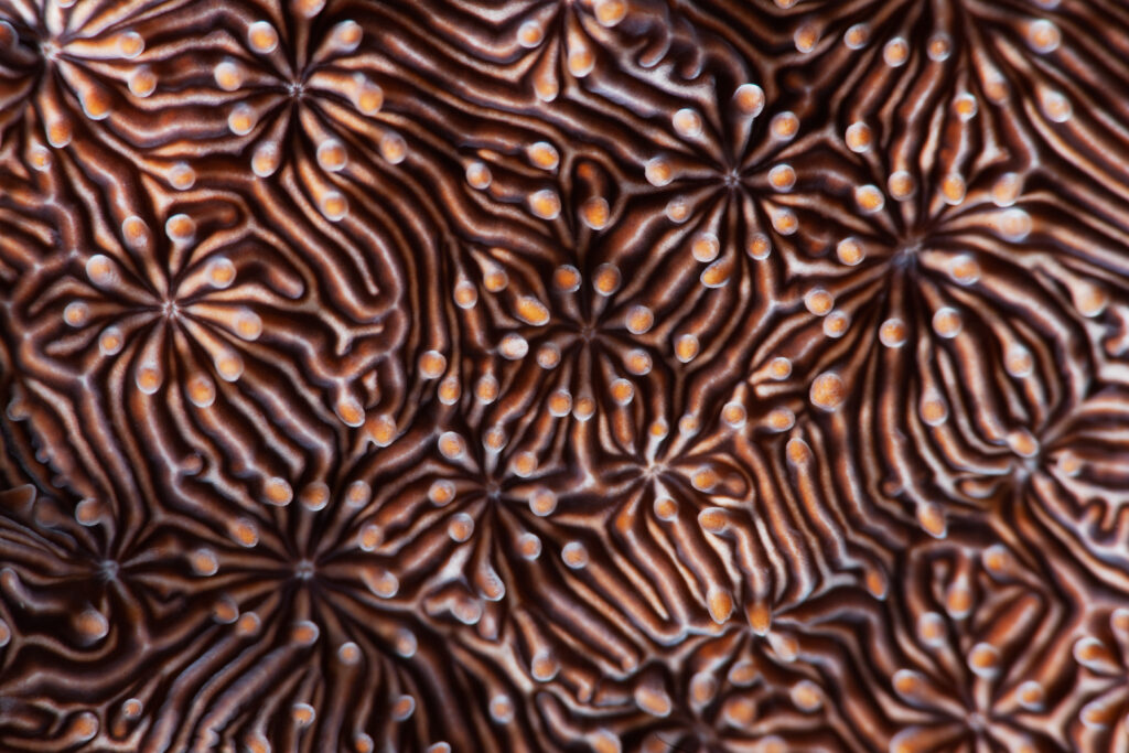 Hypnotic maze-Andrey Narchuk