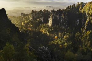 Forest Whispers