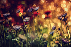 Golden Spots