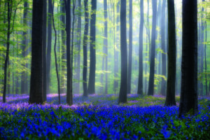 Bluebells