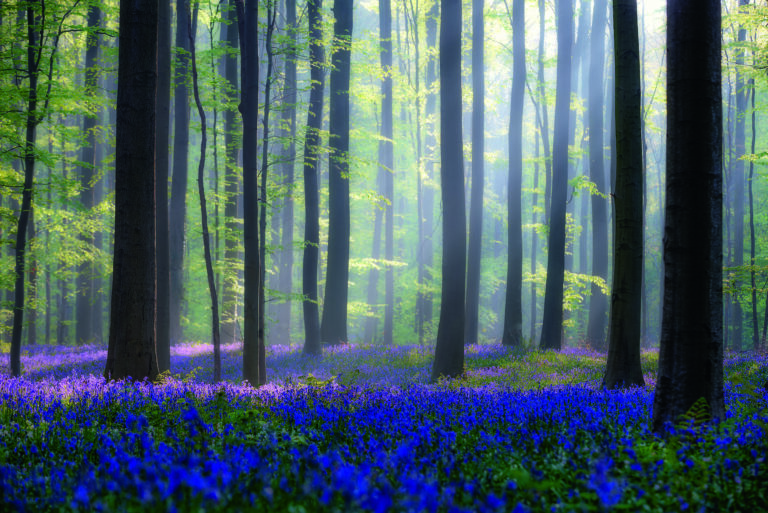 Bluebells