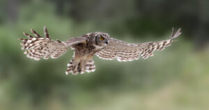 owl