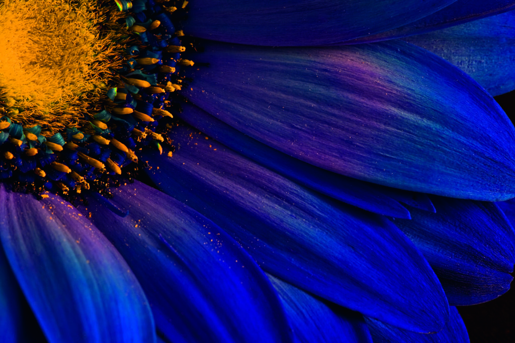 Blue Rays