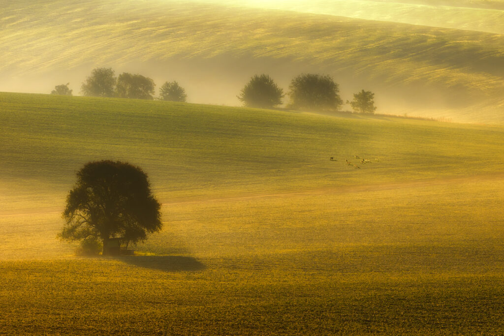 foggy fields