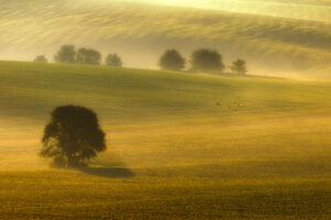 foggy fields