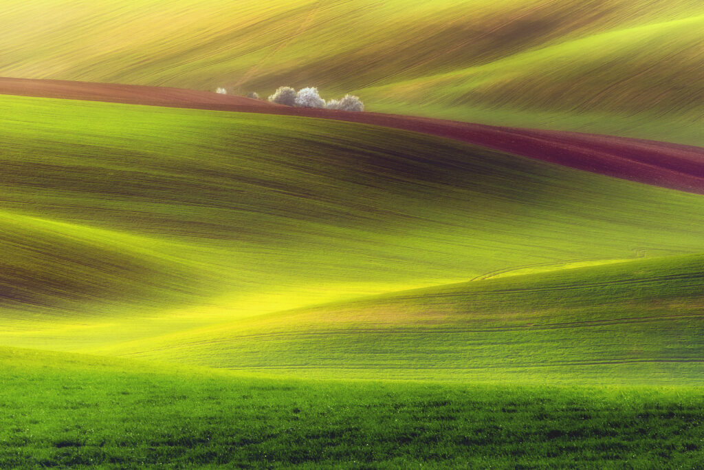 Golden fields