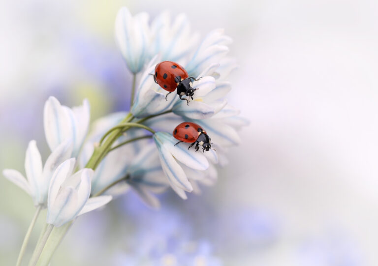 Ladybirds