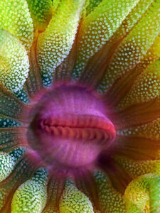 Cup Coral Portrait