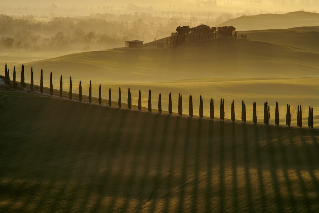 Cypress shadows