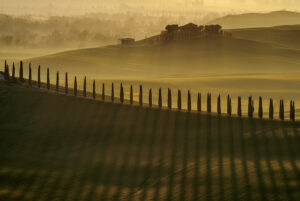 Cypress shadows