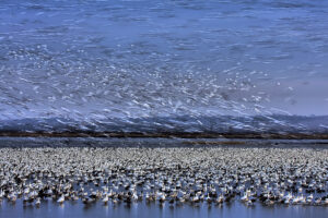 Before Dawn – A Day of Snow Goose Migration