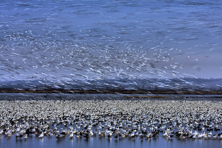 Before Dawn – A Day of Snow Goose Migration