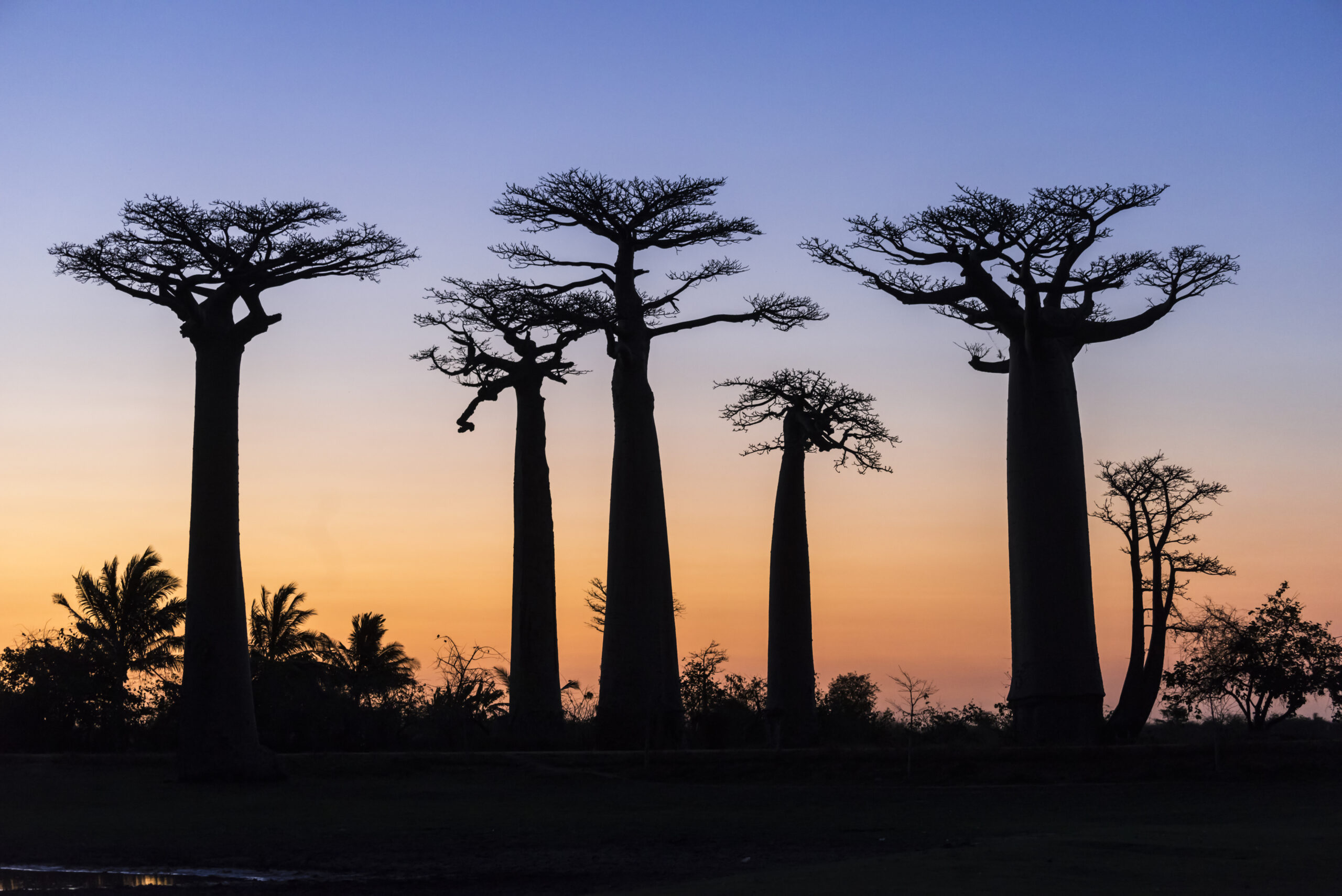 Baobaballee 2