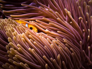 Hide and seek…
