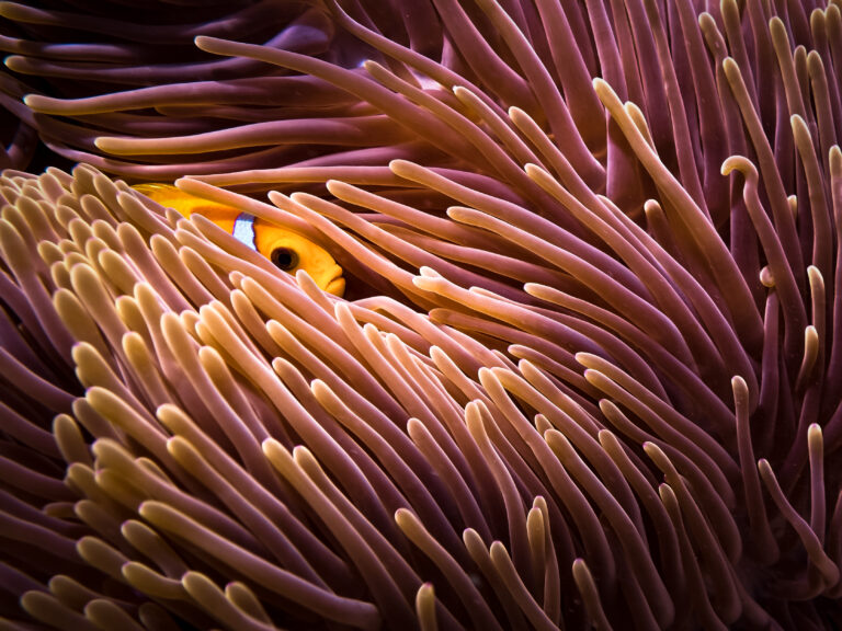 Hide and seek…