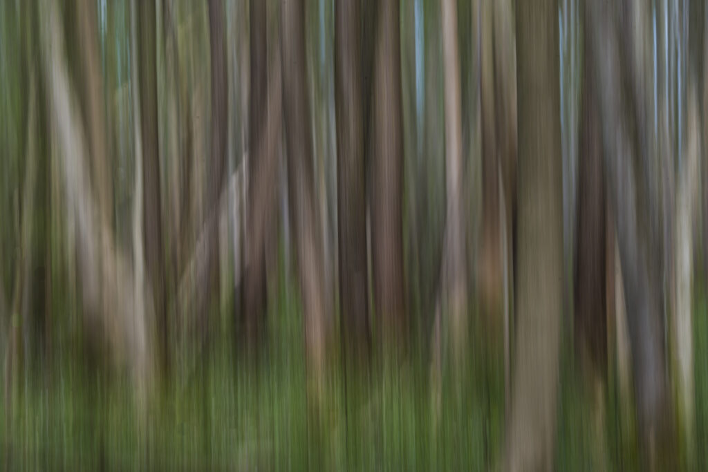 Foret nebuleuse