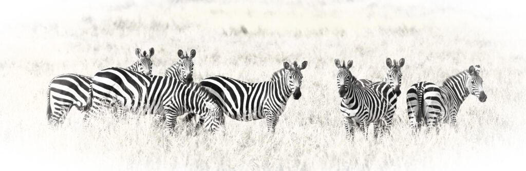 Zebra Crossing