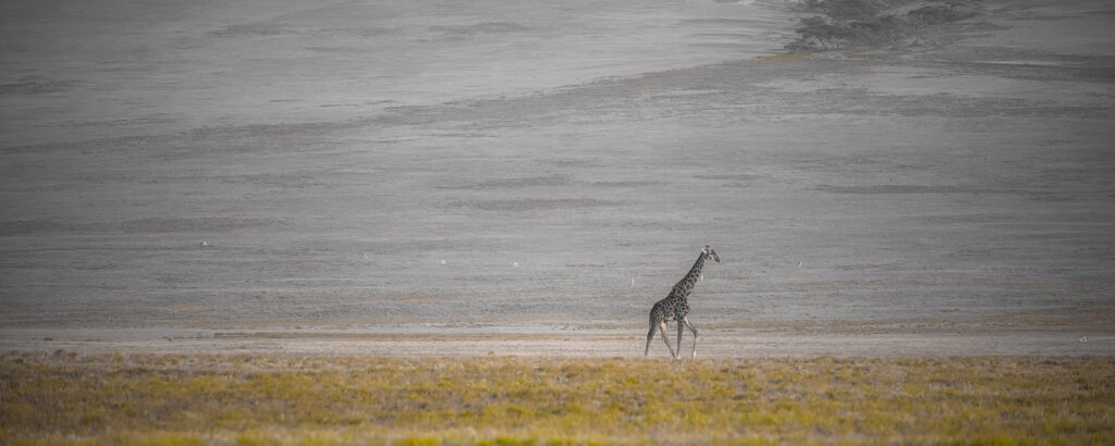Serengeti Soul