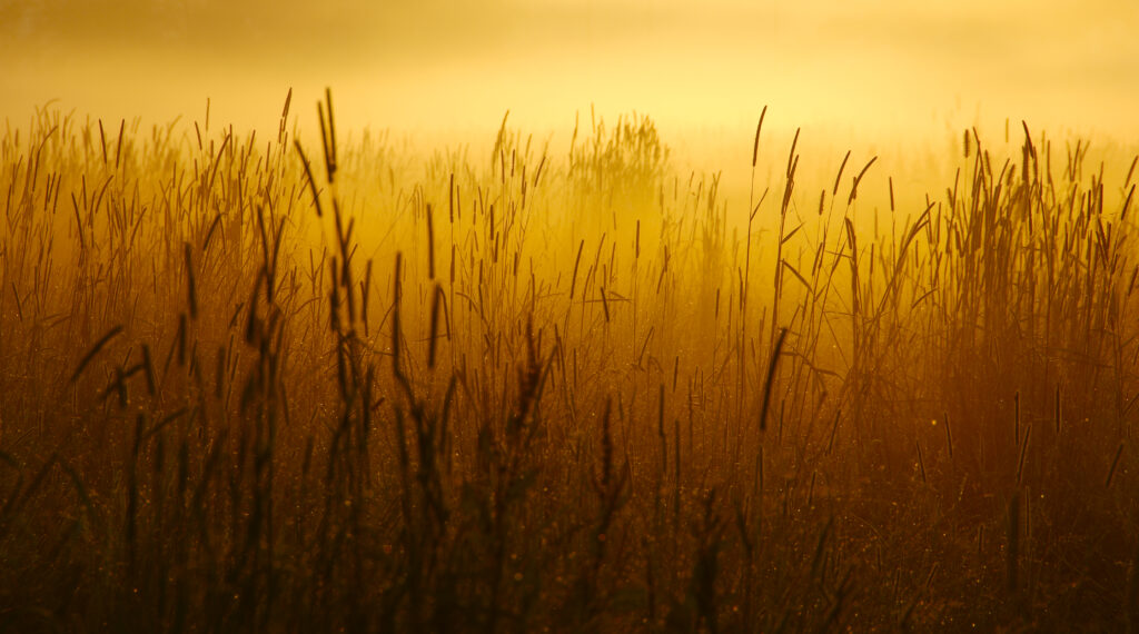 Mist