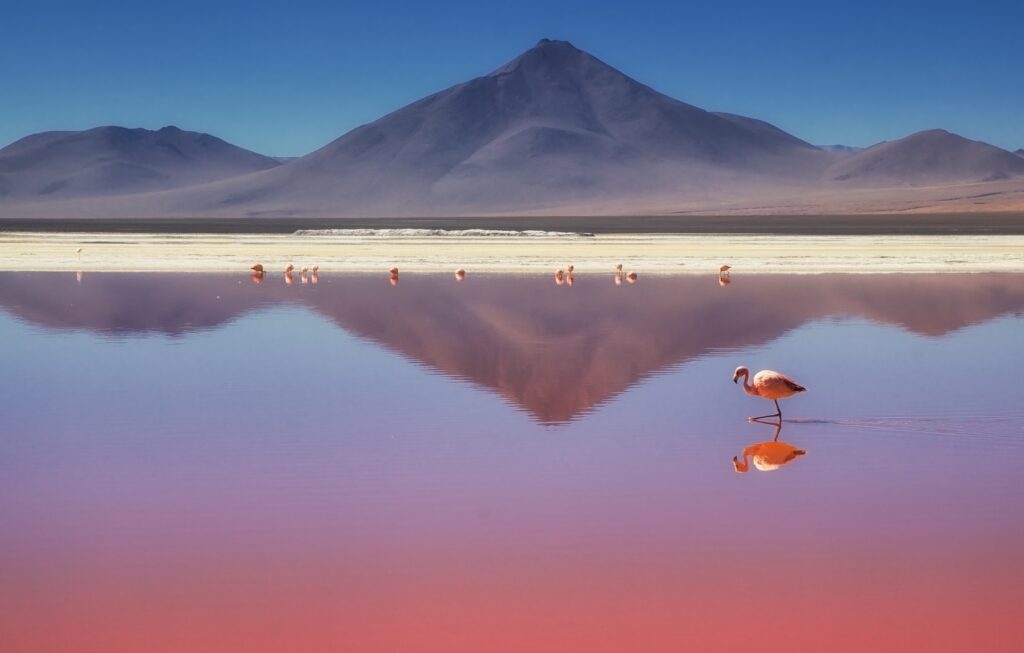 Pink morning