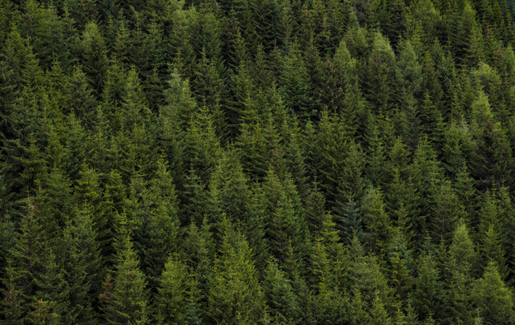 Pur Wald