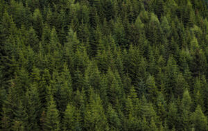 Pur Wald