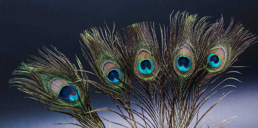Feathered Eyes