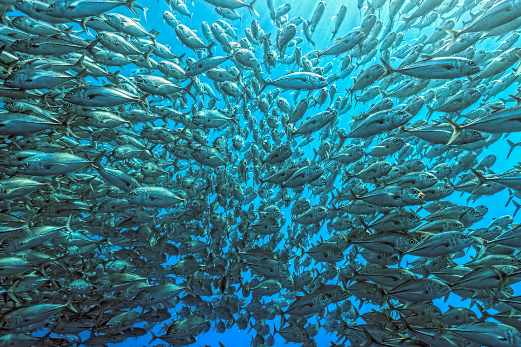 Splitted school of Jackfish
