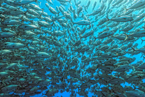 Splitted school of Jackfish