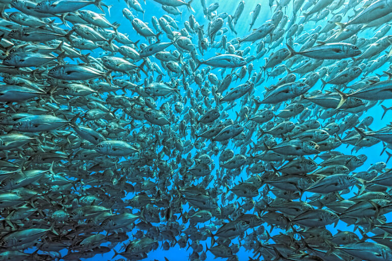 Splitted school of Jackfish