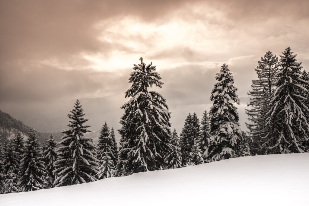 Bayerischer Winterwald