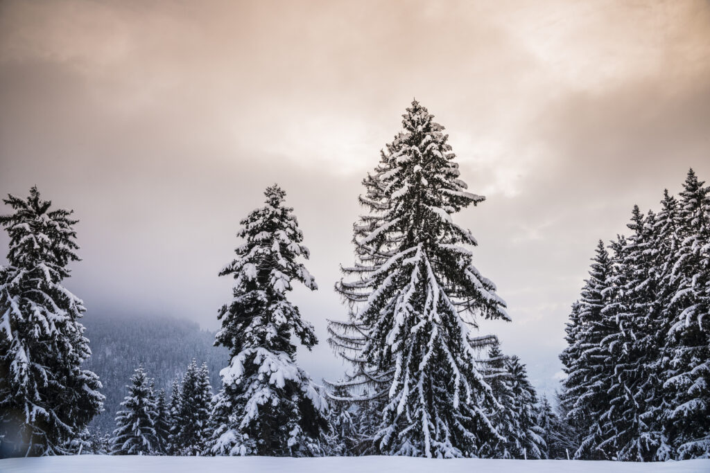 Chiemgauer Winter