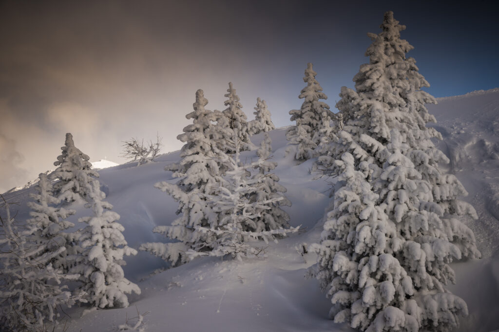 Snowy Forest
