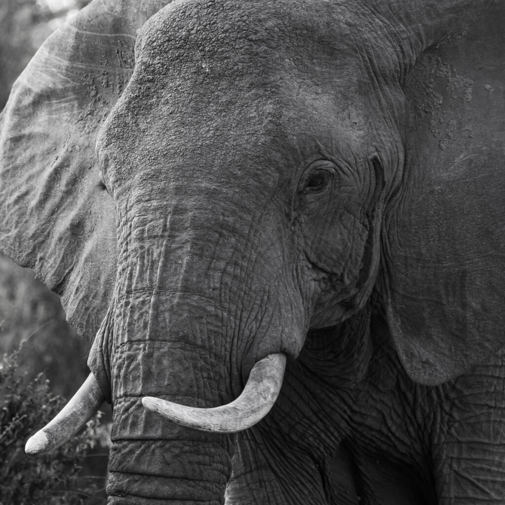 Black Loxodonta Africana