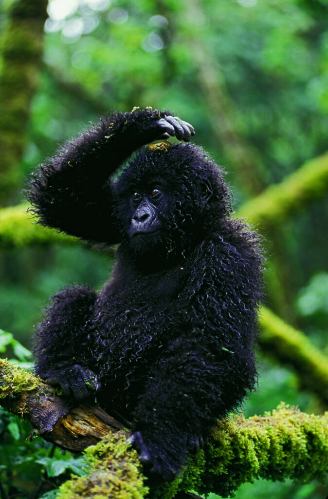Glanzlicht Gorilla