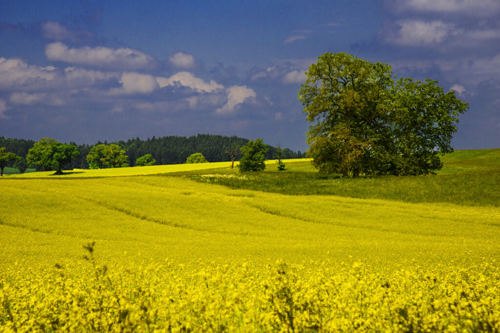 Yellow Carpet