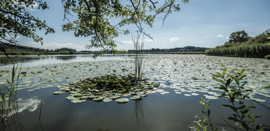 Maisinger See