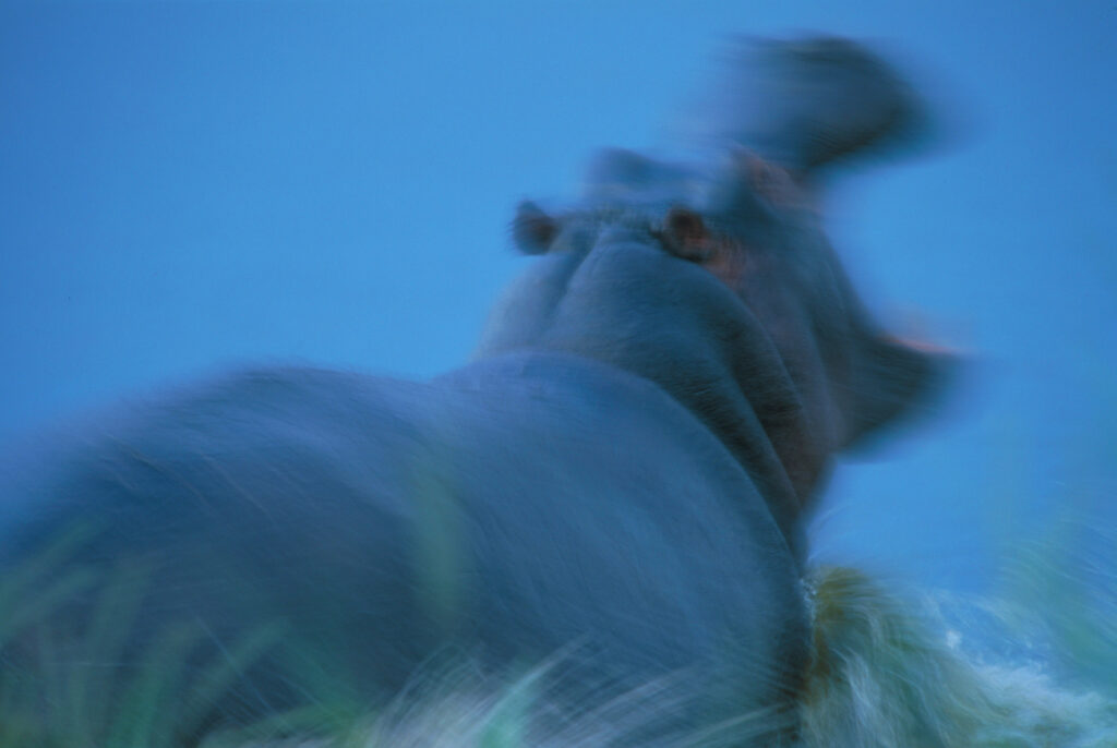 Hippo attack