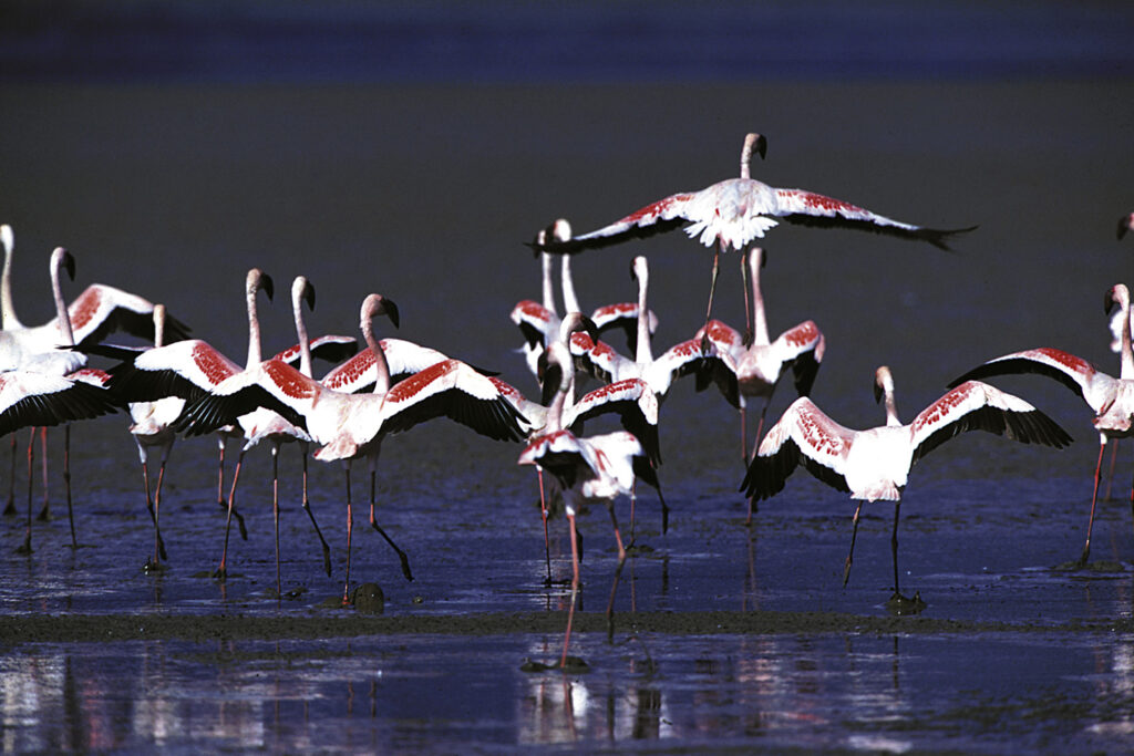 Pretty Flamingos