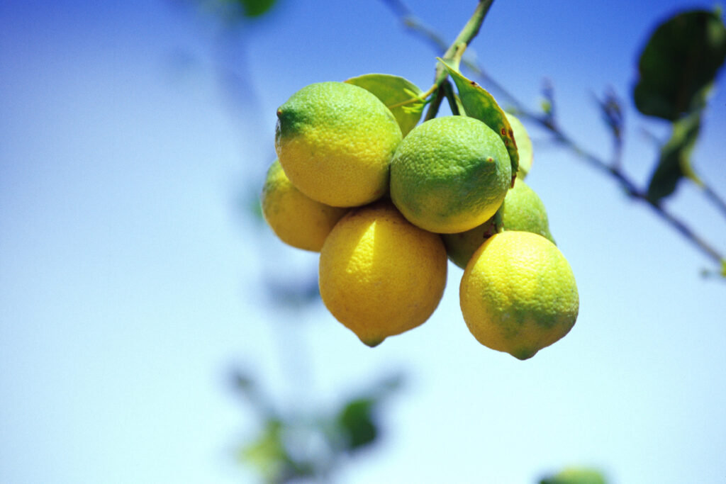 Lemoni