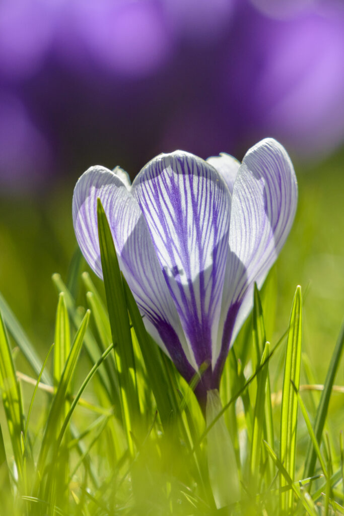 Spring flower 3
