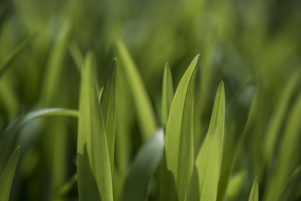 Green leaves