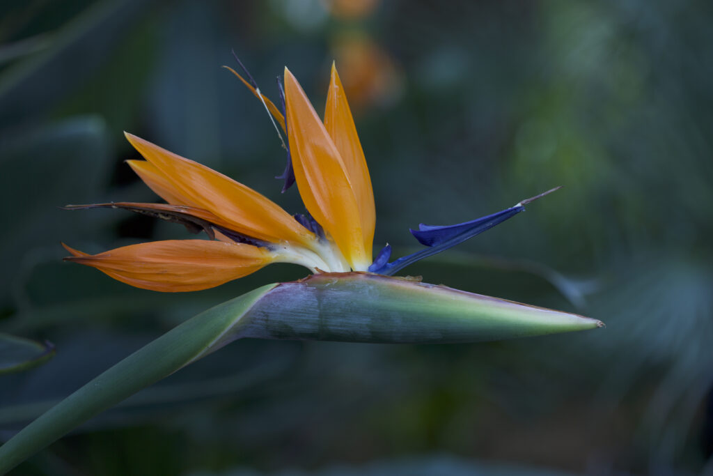 Papageien-Blume