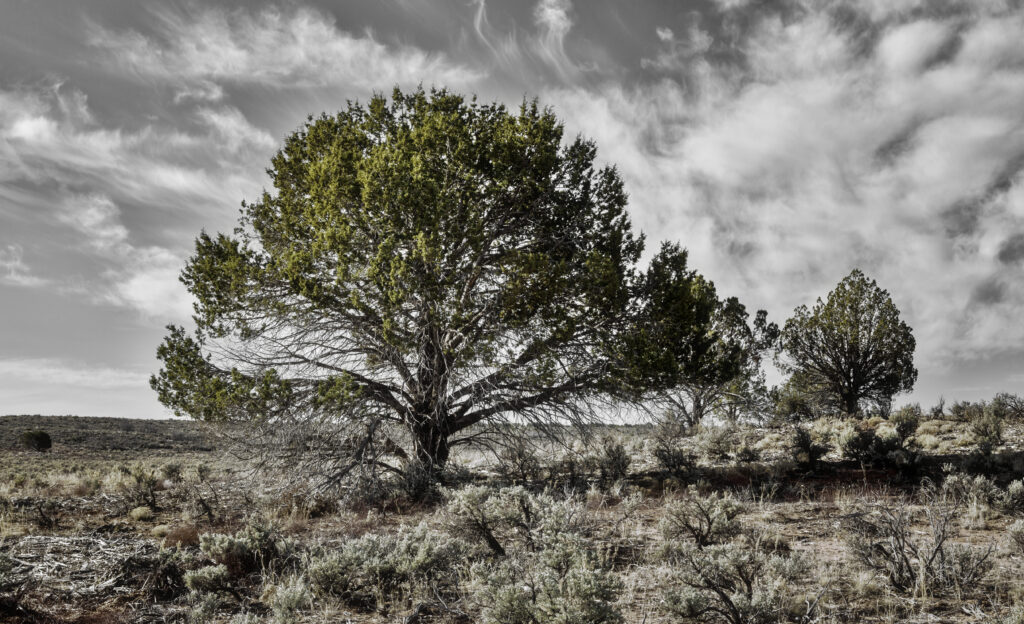 Trees 6